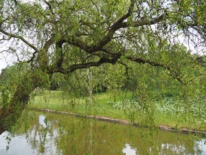 Wasserbaum